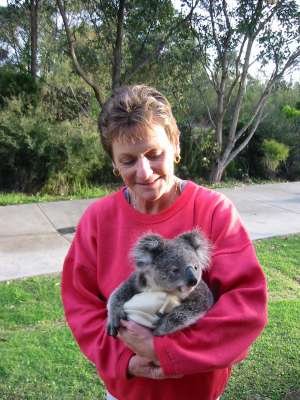 koala met verzorger