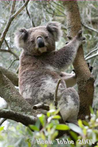 big boy koala in tree