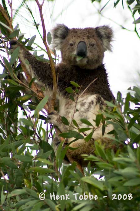 eating koala in the rain - febr. 2008