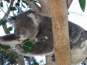 koala in tree eating